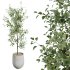 AV Indoor Plants Set 303 Europaea Olive Eucalyptus and Alocasia Jardin and Ficus Fig - Thumbnail 3