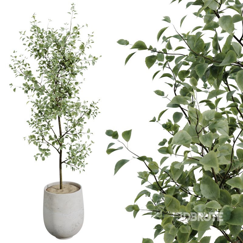 AV Indoor Plants Set 303 Europaea Olive Eucalyptus and Alocasia Jardin and Ficus Fig Image 3