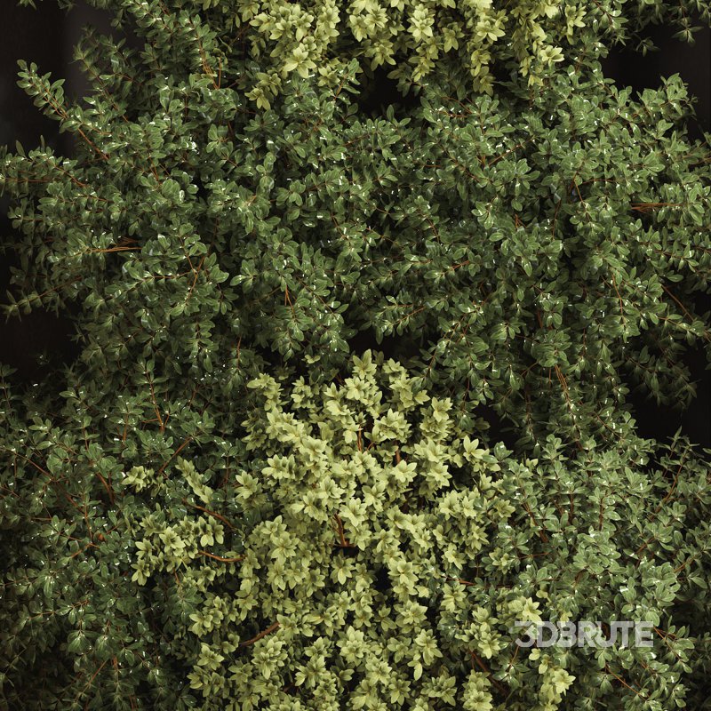 Vertical Garden Image 6