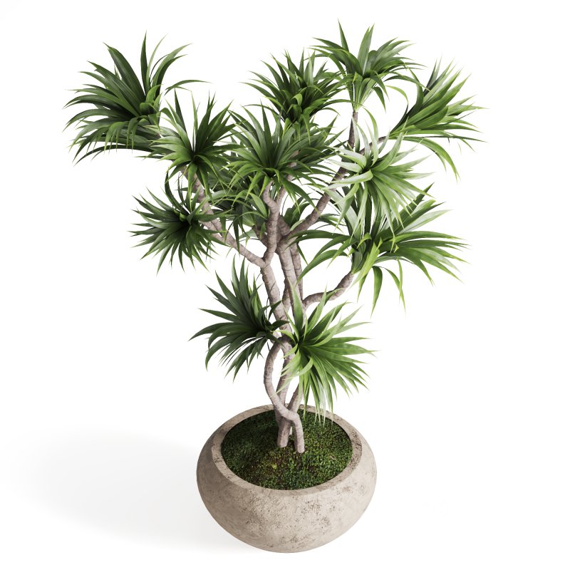 Indoor Plant Dracaena Image 5