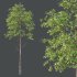 fagus sylvatica Tree 01 - Thumbnail 2