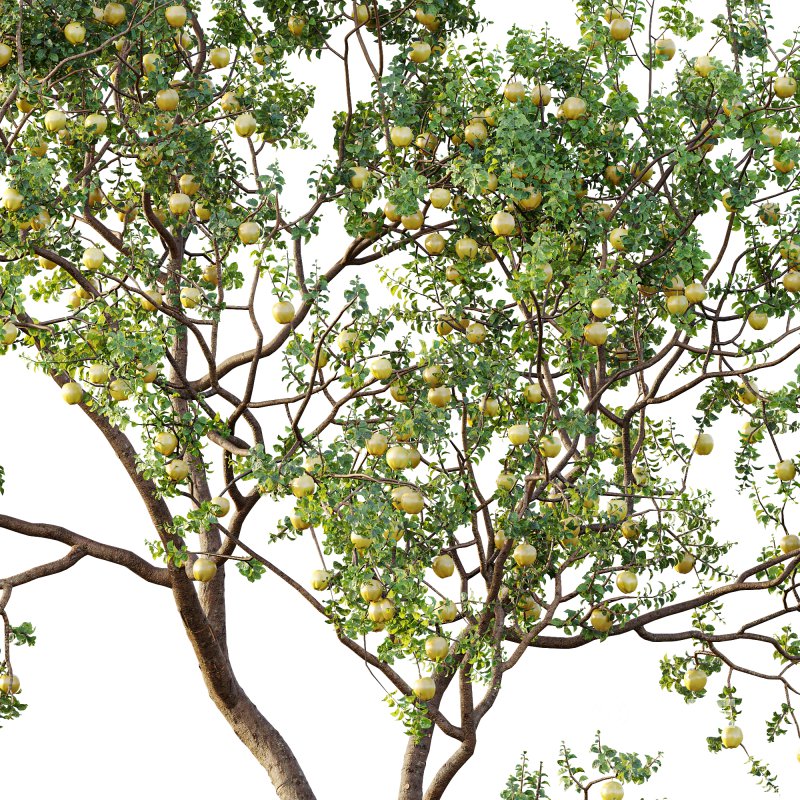 AV Fruit Trees Malus Pumila Apple Yellow and Citrus Sinensis Orange Arancio Image 2