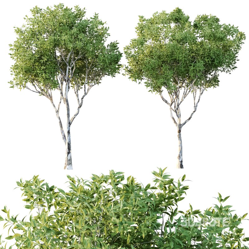 Different Trees 29 Image 7