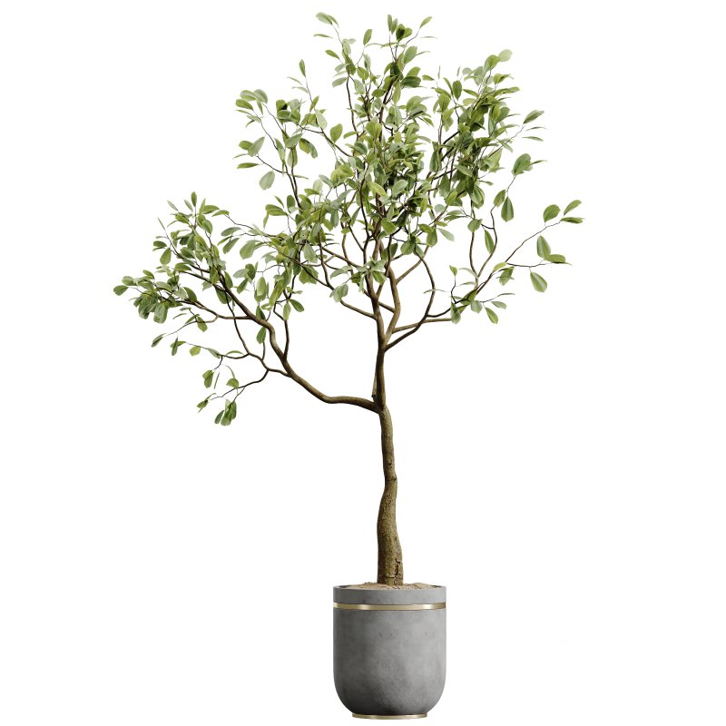 AV Indoor Plants Set 296 Japandi Ficus Dracaena Marginata and Areca Cat Reed Palm Image 2