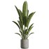 AV Indoor Plants Set 290 Fruit Bonsai China Orange Tree and Banana Strelitzia Nicolai and Arbequina Olive - Thumbnail 1