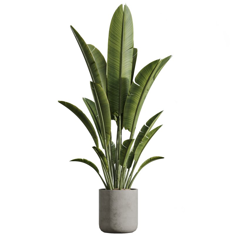 AV Indoor Plants Set 290 Fruit Bonsai China Orange Tree and Banana Strelitzia Nicolai and Arbequina Olive Image 1