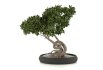 bonsai in concrete pot - Thumbnail 3
