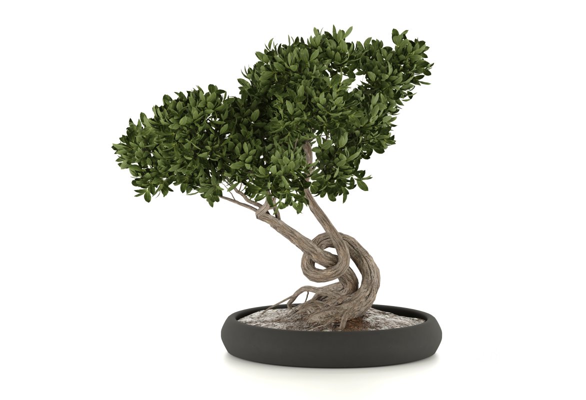 bonsai in concrete pot Image 3