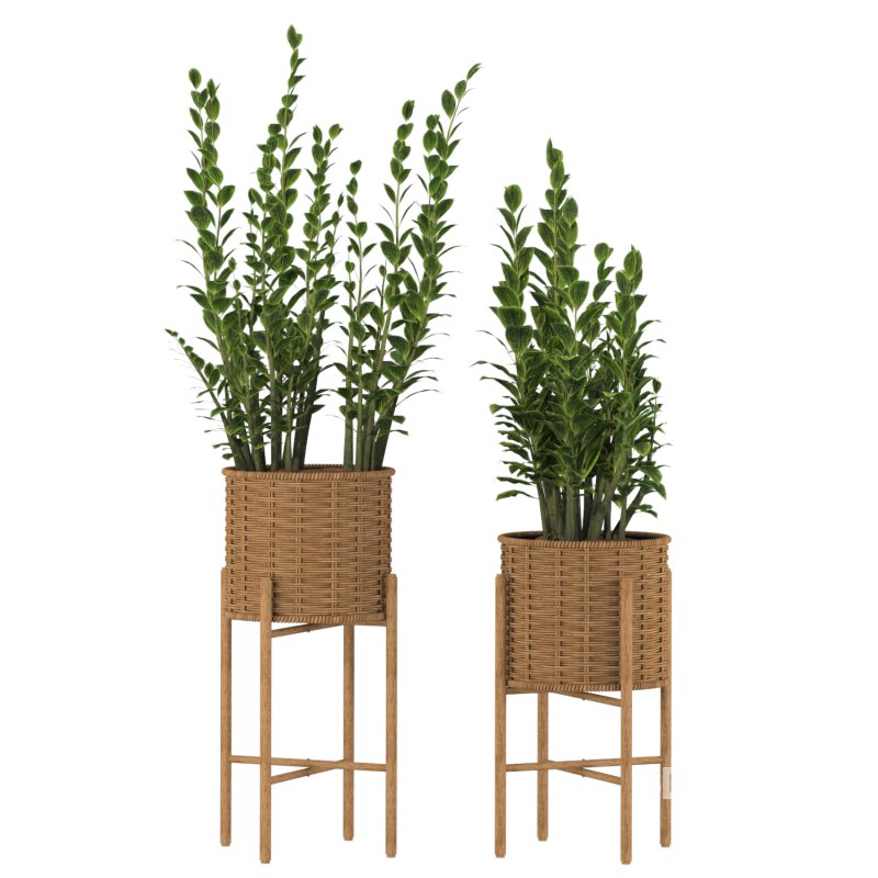 Zamioculcas Wicker Pot Image 1