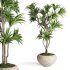 Indoor Plant Dracaena - Thumbnail 2