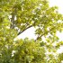 Acer platanoides – Norway Maple 01 - Thumbnail 4
