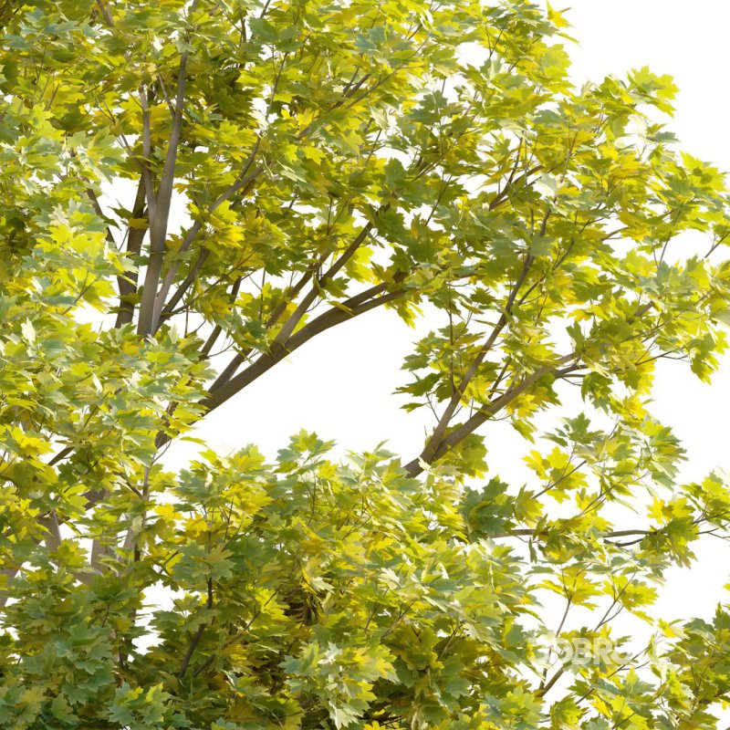 Acer platanoides – Norway Maple 01 Image 4