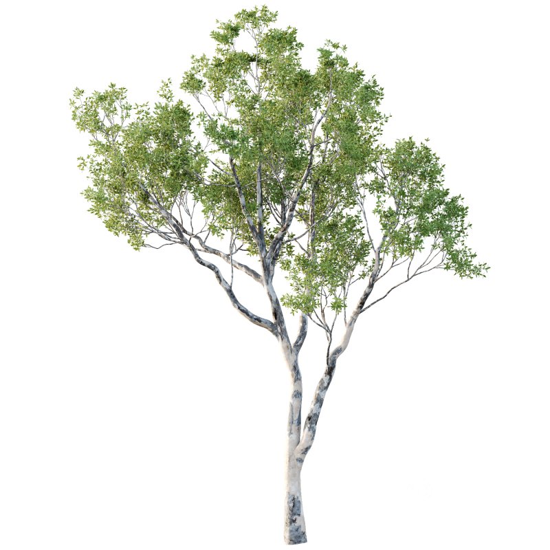 Different Trees 24 Image 6