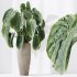 AV Indoor Plants Set 303 Europaea Olive Eucalyptus and Alocasia Jardin and Ficus Fig - Thumbnail 8