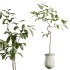 AV Indoor Plants Set 307 Mission Olive and Japandi Ficus Dracaena Marginata - Thumbnail 3