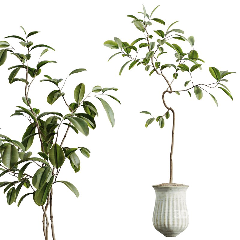 AV Indoor Plants Set 307 Mission Olive and Japandi Ficus Dracaena Marginata Image 3