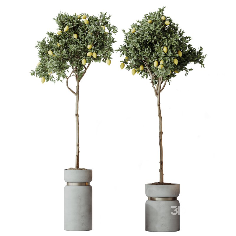 AV Indoor Plants Set 287 Lemon Ficus Laurel Aspidistra Cast iron Image 3