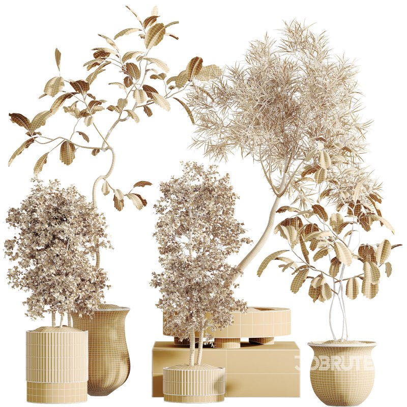 AV Indoor Plants Set 307 Mission Olive and Japandi Ficus Dracaena Marginata Image 9