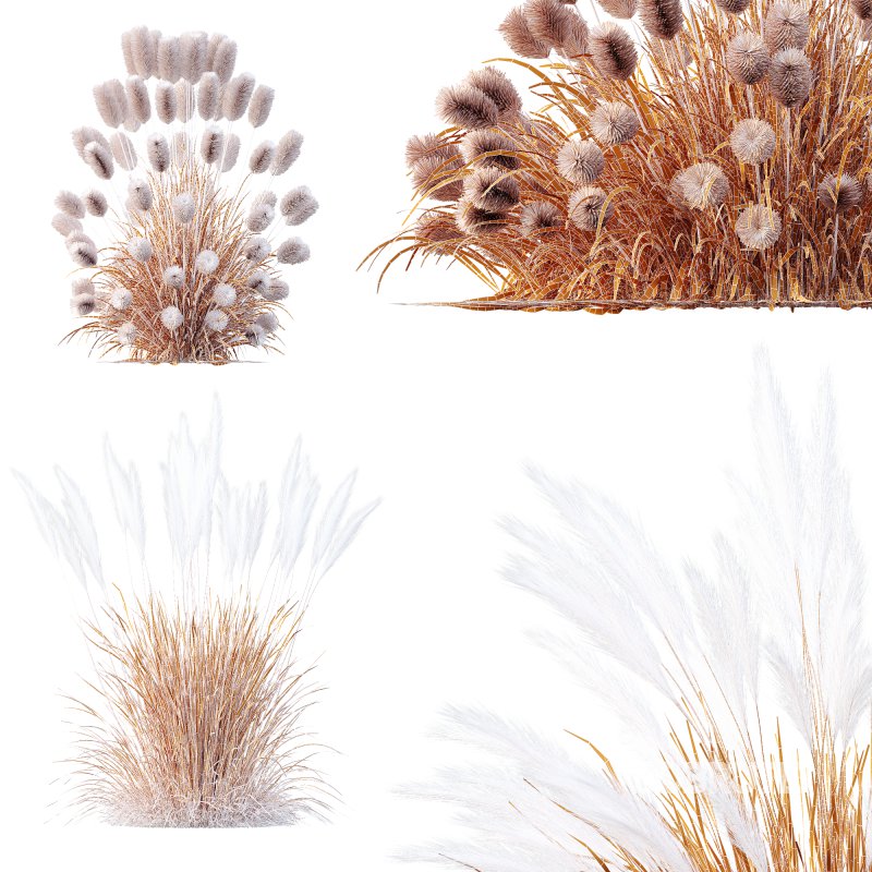 AV Pennisetum Alopecuroides Lampenputzergrass and Nassella Tenuissima Grasses Image 7
