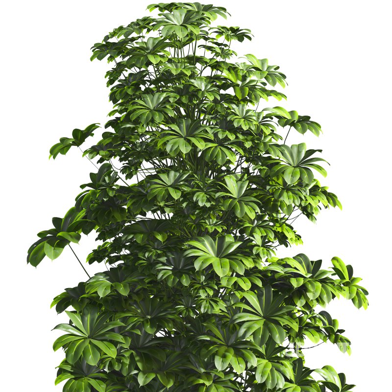 Indoor Plant 011 Image 5