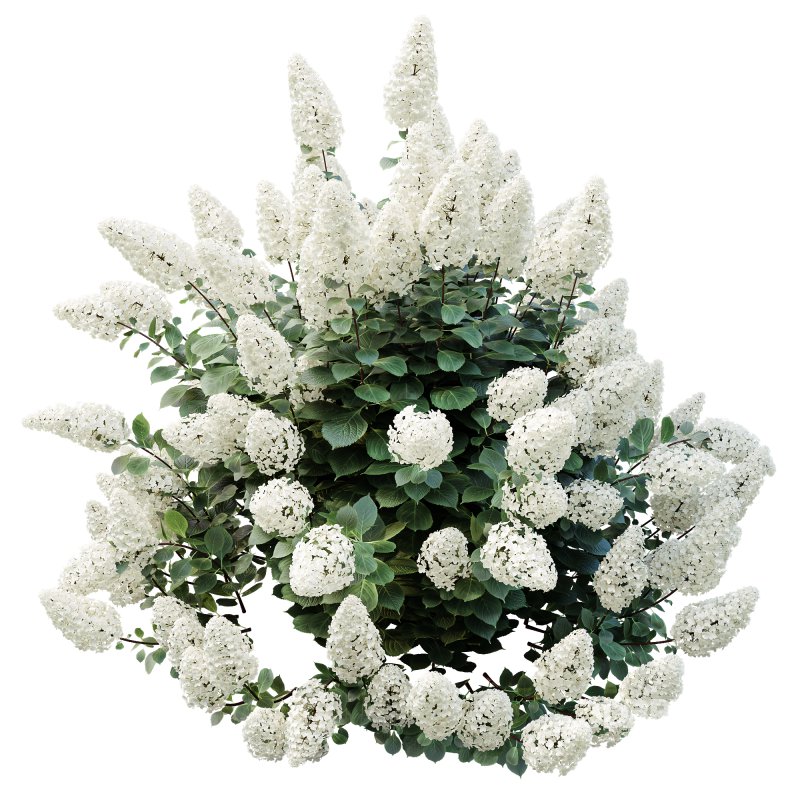 ntal shrub admired for its large conical flower clusters and lush foliage. The Levana and Trawberry Melba cultivars are celebrated for their abundant blooms, beginning in creamy white tones and gradually maturing into soft pastel shades, creating an elegant seasonal transition. With its upright growth habit and vibrant green leaves, Hydrangea Paniculata adds volume, freshness, and ornamental richness to garden landscapes and architectural visualizations. Carefully crafted with high polygon detail and 4K textures, this model ensures botanical accuracy and lifelike realism for both close-up and large-scale scenes. Image 1