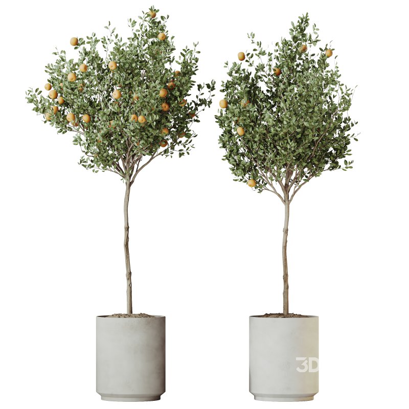 Indoor plant Image 2