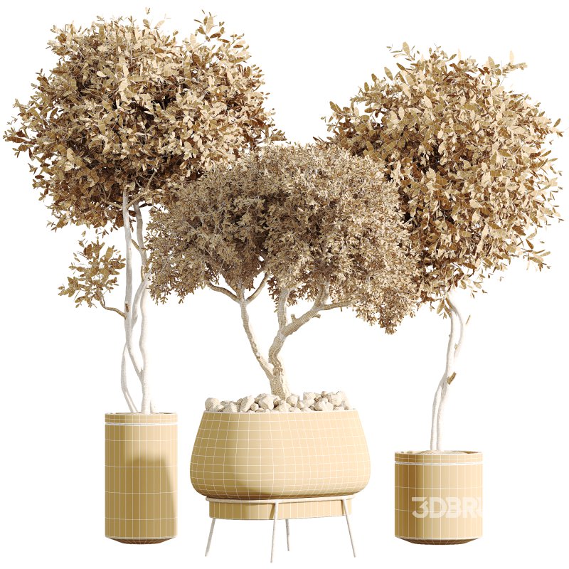 AV Indoor Plants Set 302 Mission Kalamata Leccino Arbequina Wilsonii olive Image 4