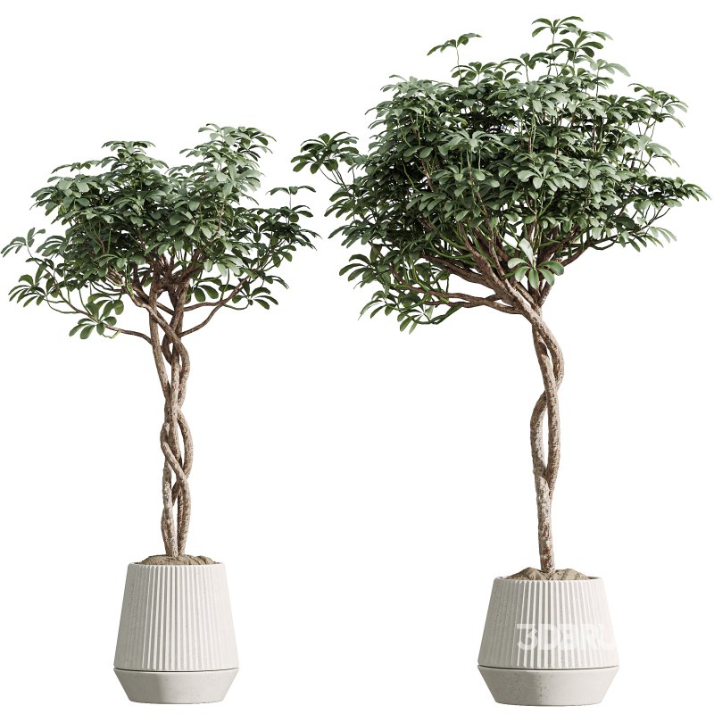 AV Indoor Plants Set 301 Zamiifolia and Schefflera Umbrella and Ficus Microcarpa Image 3