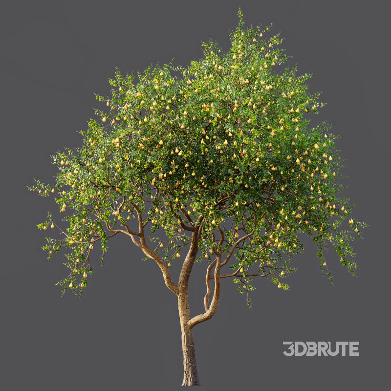 ntal presence. Image 6