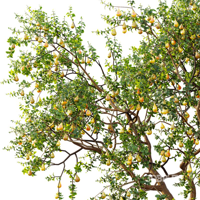 AV Fruit Trees Prunus Salicina Plum Pflaume and Pear Pyrus Communis Image 4