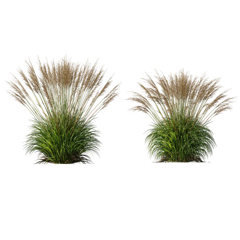 ntal species native to the moorlands and meadows of Europe. Image 2