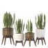 Sansevieria Plant Set - Thumbnail 5