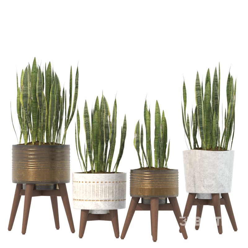Sansevieria Plant Set Image 5