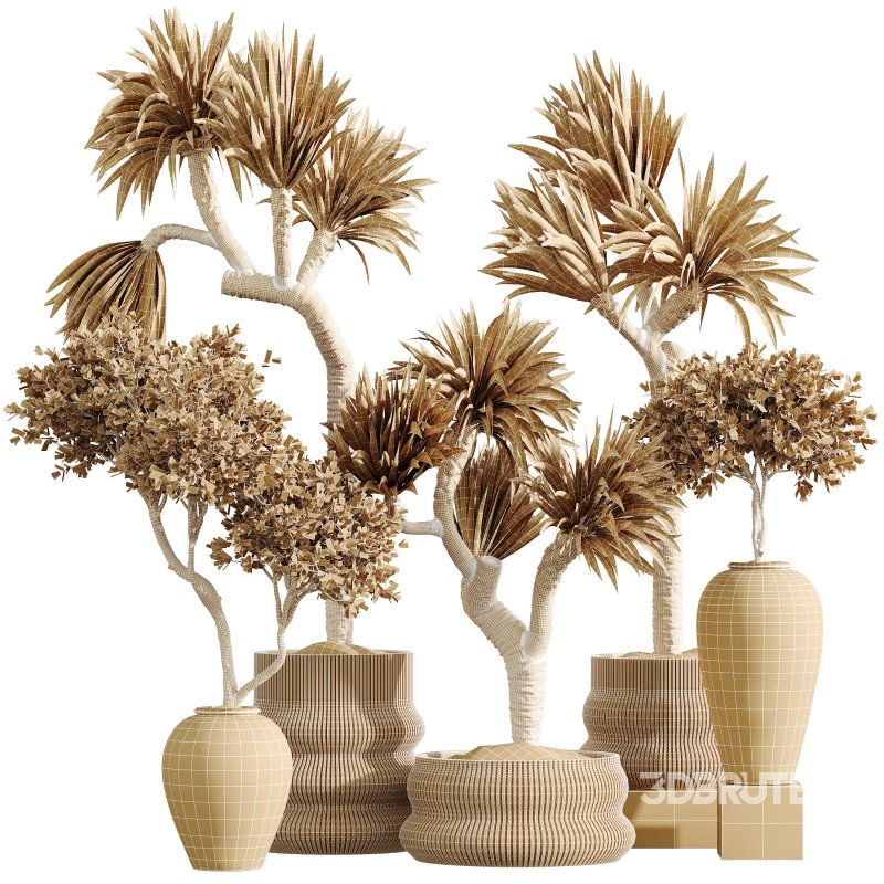 AV Indoor Plants Set 295 Mission Olive Tree Indoor and Yucca Elephantipes Gigantea Image 8