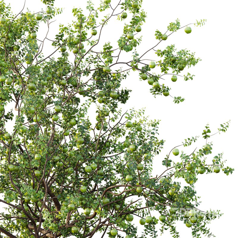 AV Fruit Trees Diospyros Kaki Persimmon and Malus Pumila Apple Green Image 5