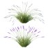 plant Grass Flower Lavandula pedunculata 01 - Thumbnail 5