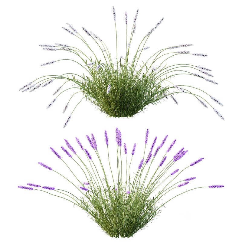 plant Grass Flower Lavandula pedunculata 01 Image 5