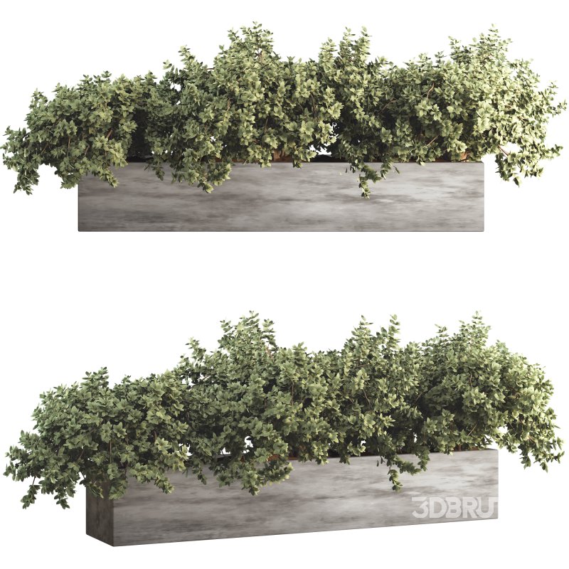 Outdoor Bush Collection in Pot 011 Image 1