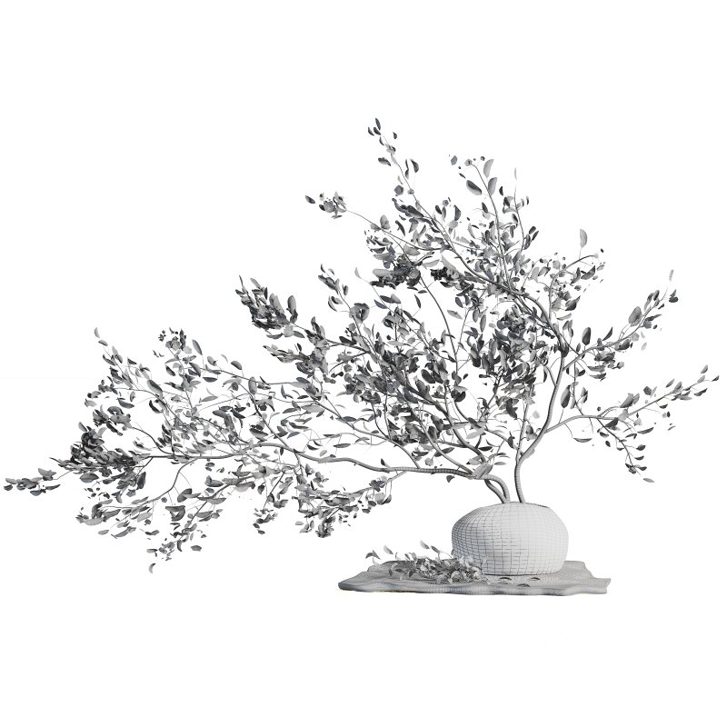 Bouquet Plant Image 5