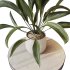 Indoor Plant - Thumbnail 8