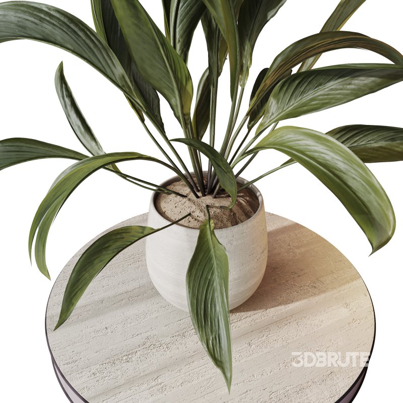 Indoor Plant Image 8