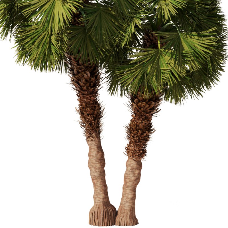 Palm tree Set33 Image 5