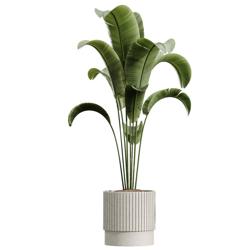 AV Indoor Plants Set 289 Fruit Orange Tree and Areca Palm and Banana Nicolai and Olive Image 6