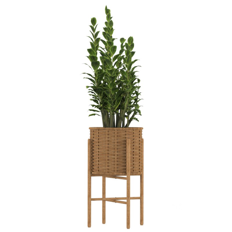 Zamioculcas Wicker Pot Image 3