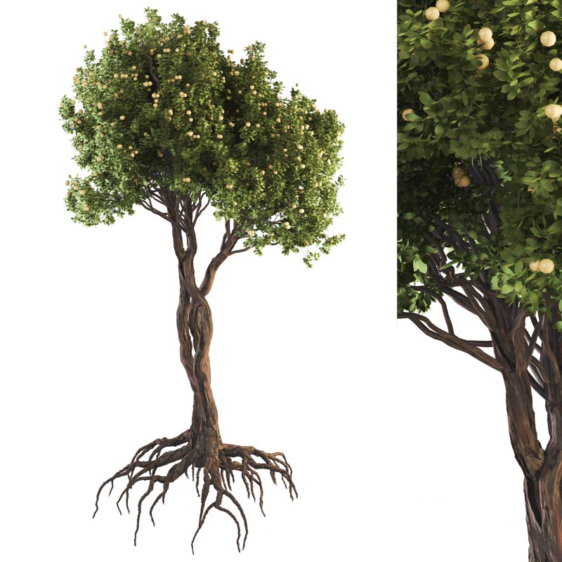 Jungle Fruit Tree and ivy plant Image 3