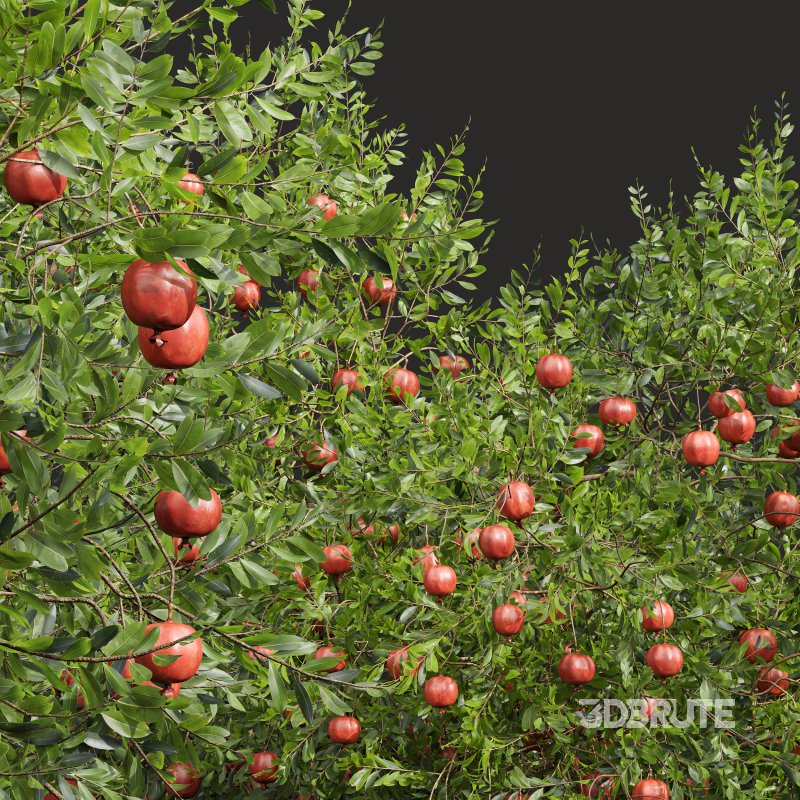 AV Fruit trees Punica Granatum Pomegranate and Citrus Sinensis Orange Arancio Image 2