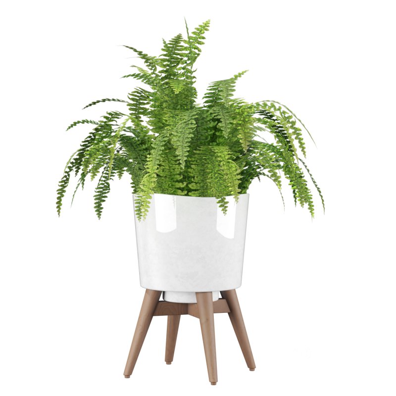 Fern Plant Set Image 6