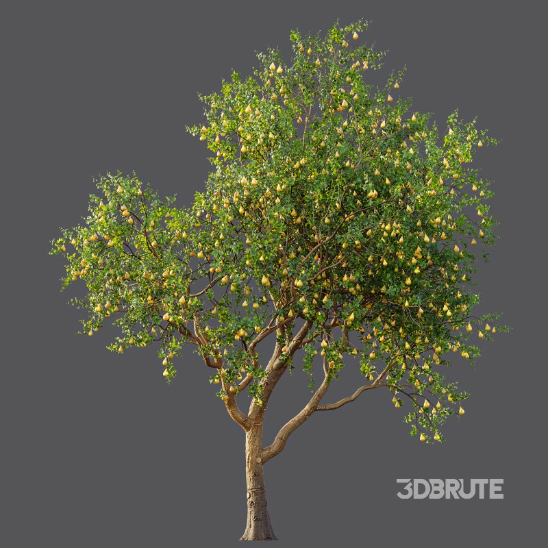 AV Fruit Trees Pear Pyrus Communis Red and Armeniaca Vulgaris Prunus Image 6