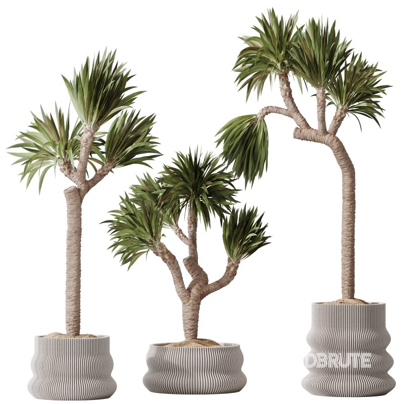 AV Indoor Plants Set 295 Mission Olive Tree Indoor and Yucca Elephantipes Gigantea Image 6