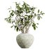AV Indoor Plants Set 282 Japandi Minimalism Ficus Dracaena Marginata - Thumbnail 4